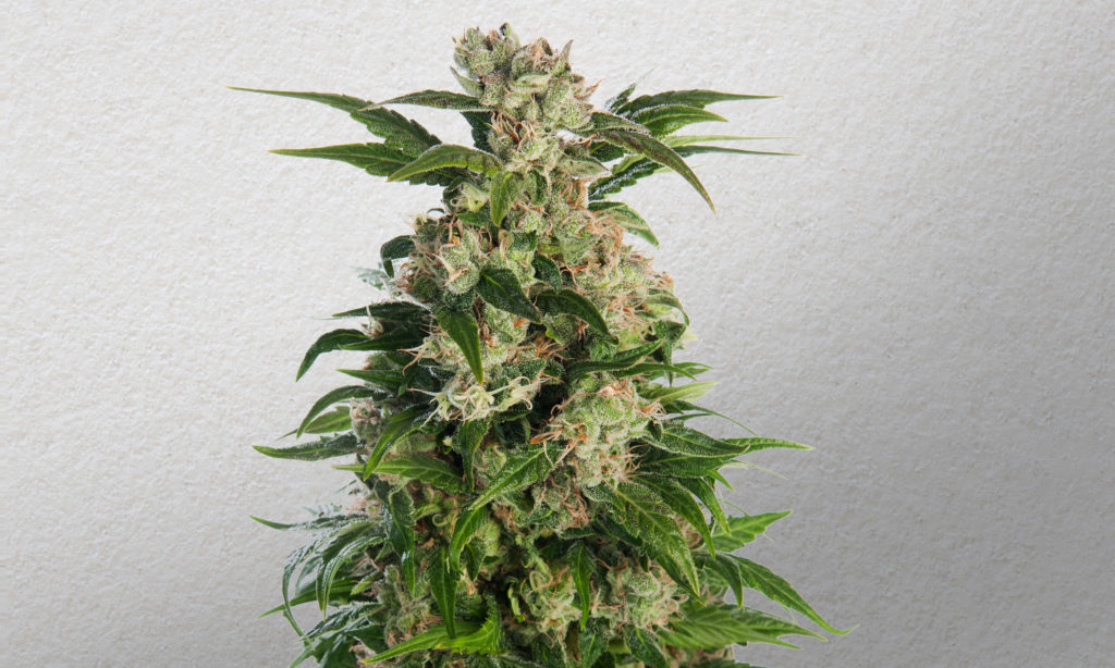 What Are Feminized Marijuana Seeds