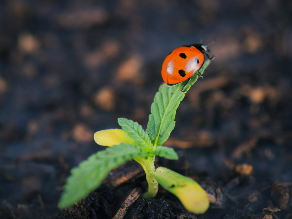 Wie die Community von Marihuana profitiert