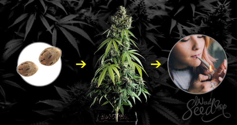 From Seed To Weed: What Goes Into Growing Cannabis?