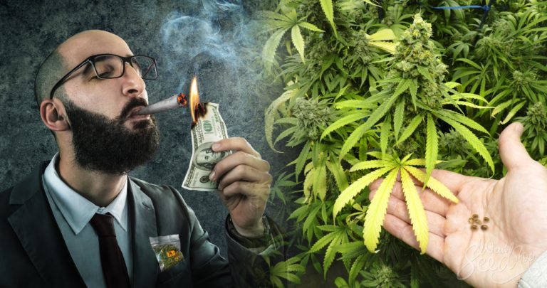 Pourquoi cultiver ton propre cannabis plutôt que de l’acheter