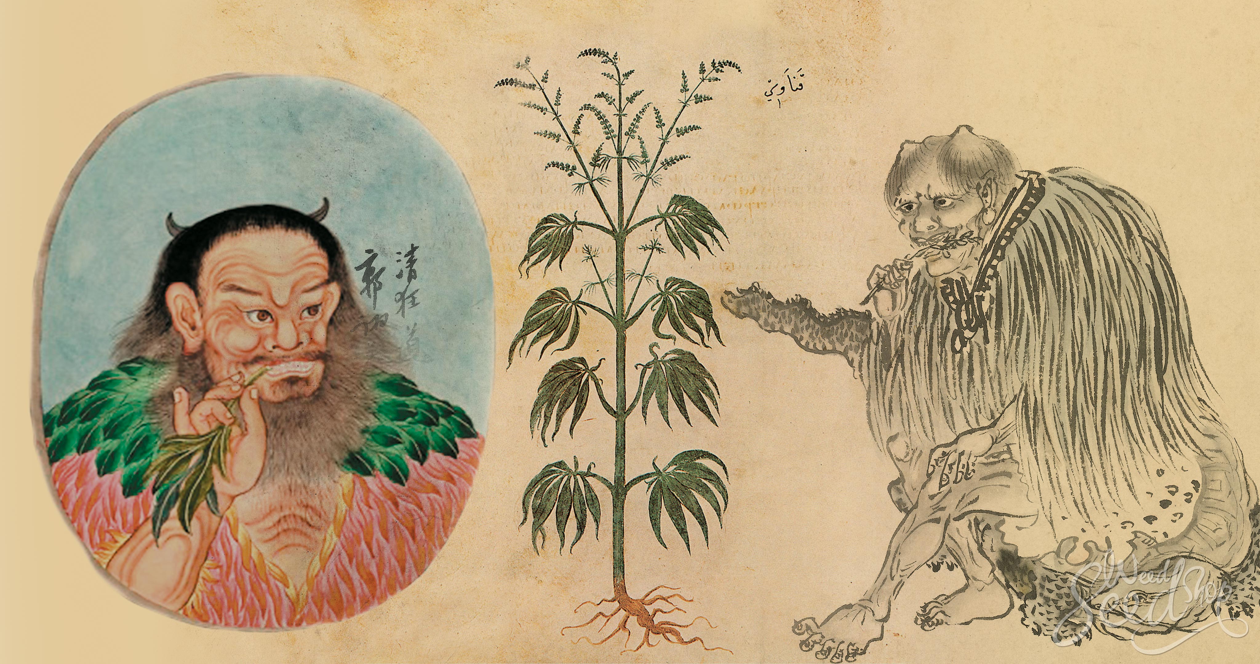 The History of the Agriculture of Cannabis