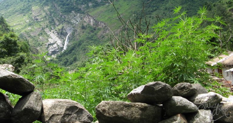 De Himalaya Dorpen van de Wilde Wiet