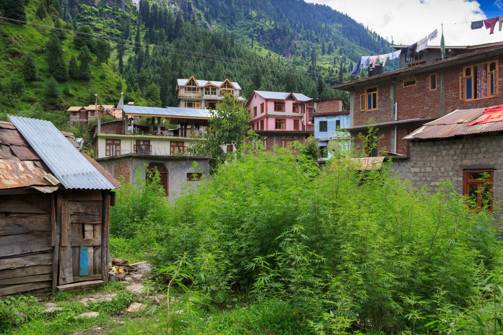 The Himalayan Villages of Wild Weed