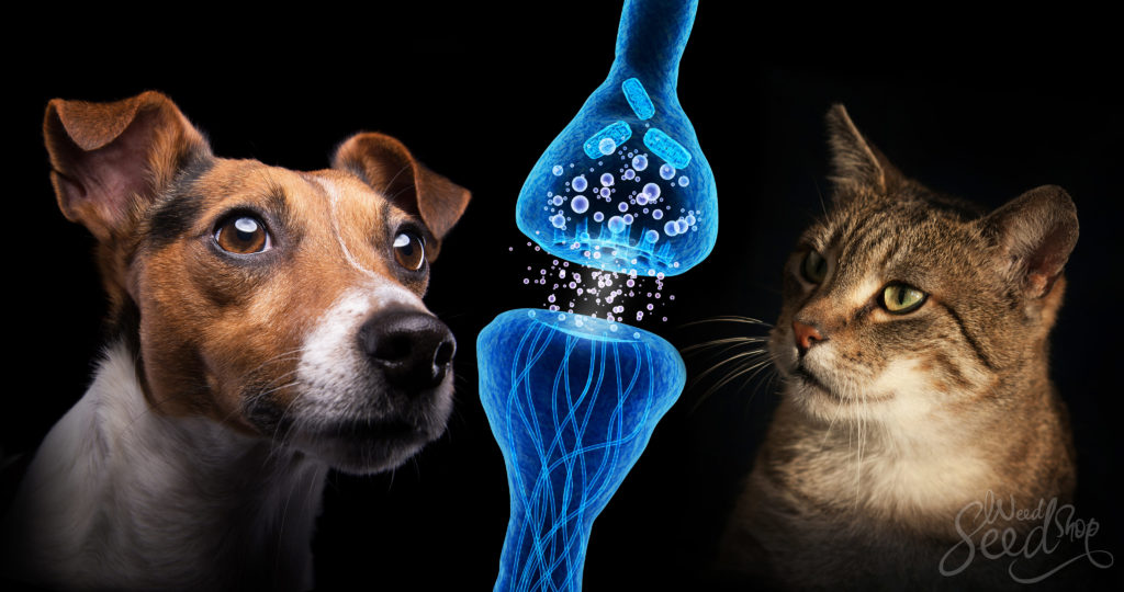 Le Cannabis Pour Soulager Les Chats Et Les Chiens Weedseedshop