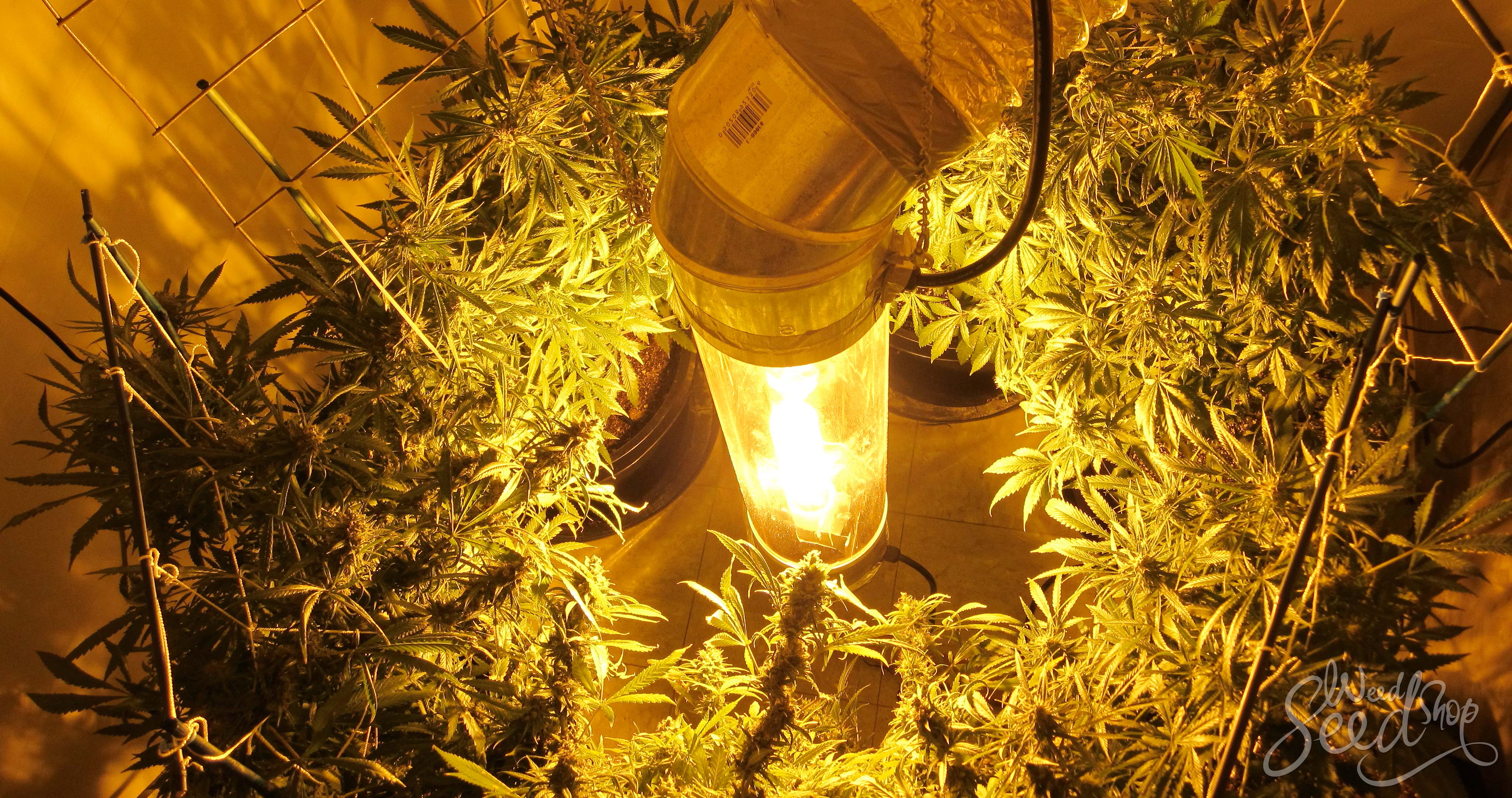 How To Grow Marijuana Vertically