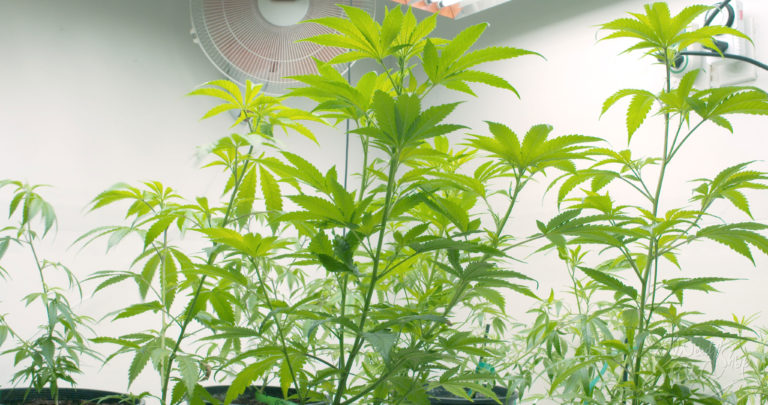 How to Have A Well-Ventilated Grow Room