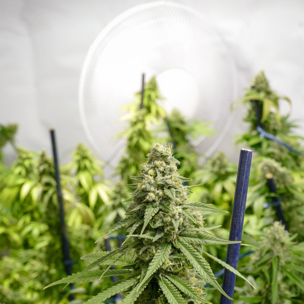 How to Ventilate Your Grow Room - WeedSeedShop