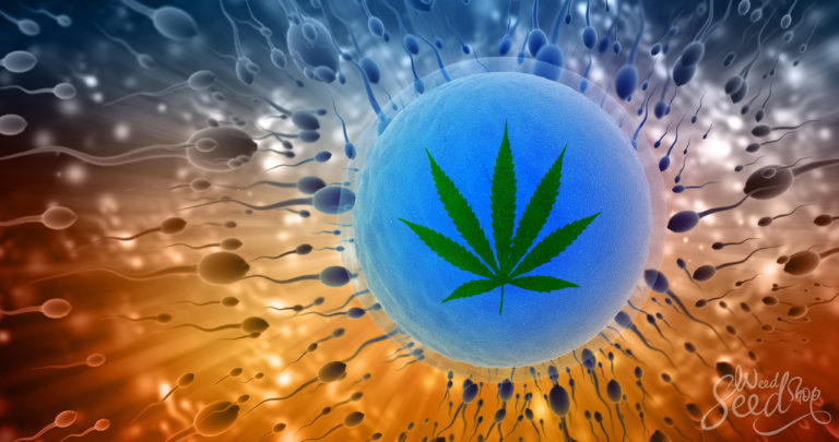 How Does Cannabis Affect Fertility?