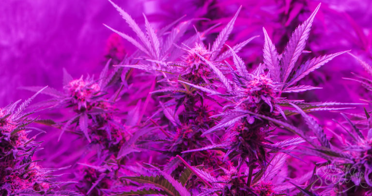 How the Light Spectrum Affects Your Cannabis Crop