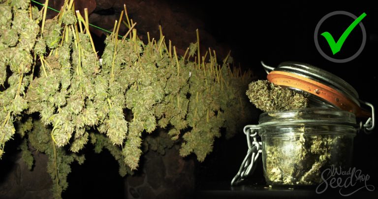 How To Dry And Cure Your Weed - WeedSeedShop