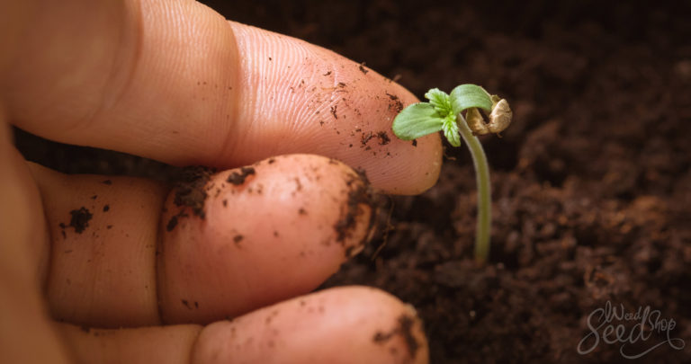 How to Grow Great Cannabis with Recycled Organic Living Soil