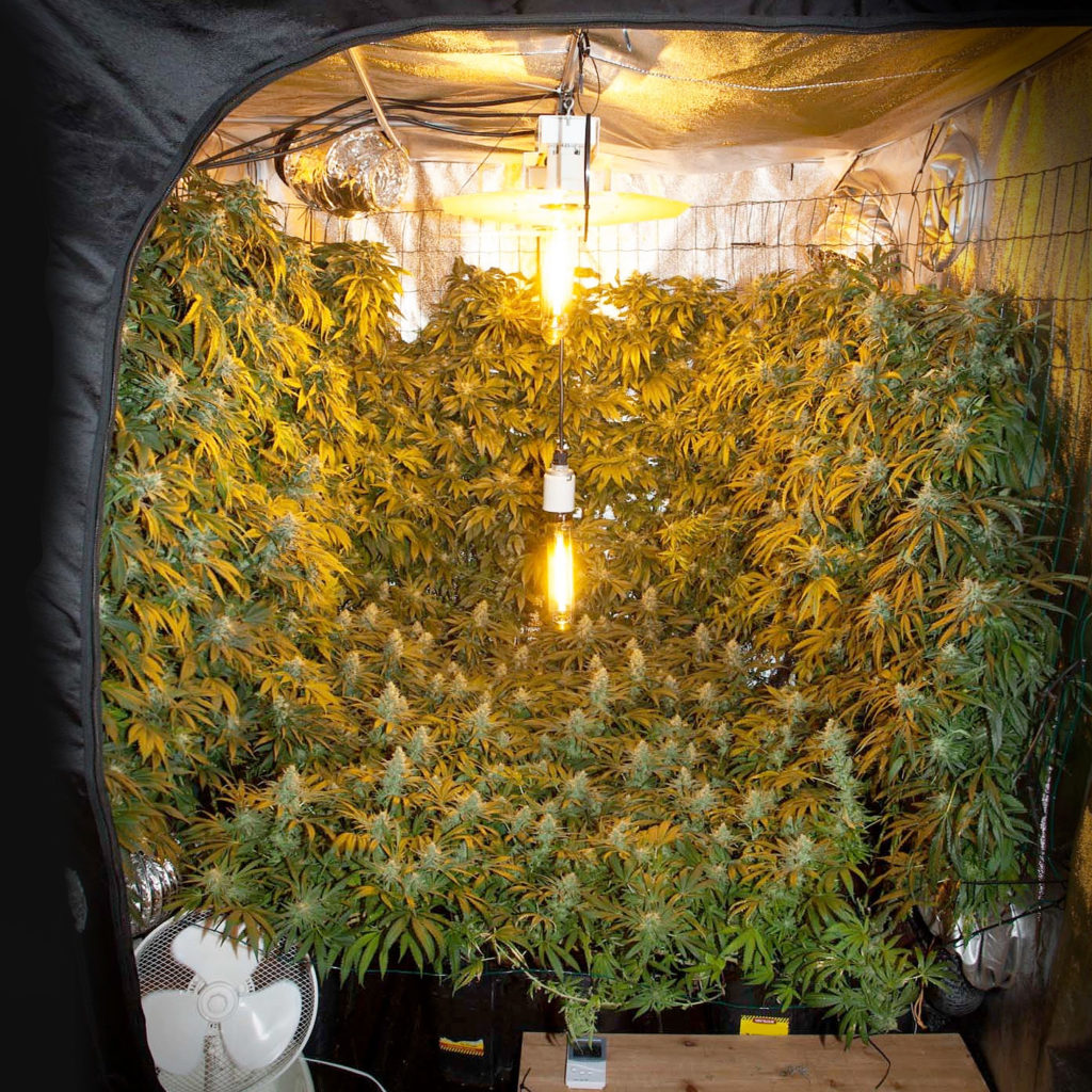 Grow Magazine - The Quintessential Cannabis Horticulture