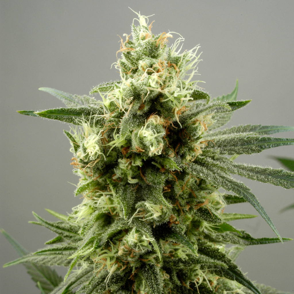 How to Grow Weed as Fast as Possible - WeedSeedShop