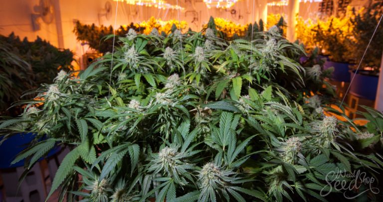 Fast Forward: How to Grow Weed as Fast as Possible