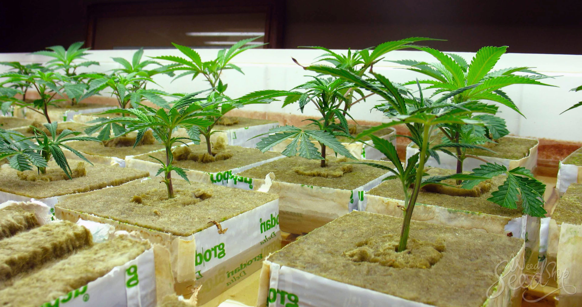 Faire pousser de la weed en hydroponie - WeedSeedShop