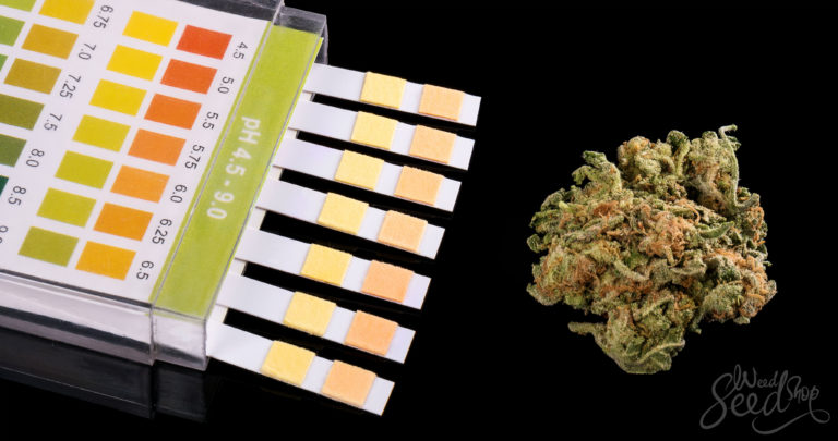 How to Pass A Drug Test for Weed