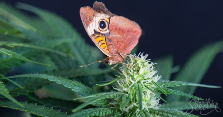 Een milieuvriendelijke stoner worden in 10 stappen