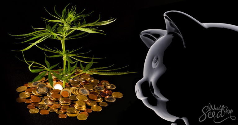 How To Grow Weed On a Budget