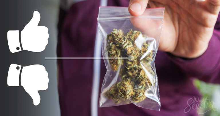 Clues Your Weed Has Gone Bad – Identifying Marijuana Past Its Shelf Life