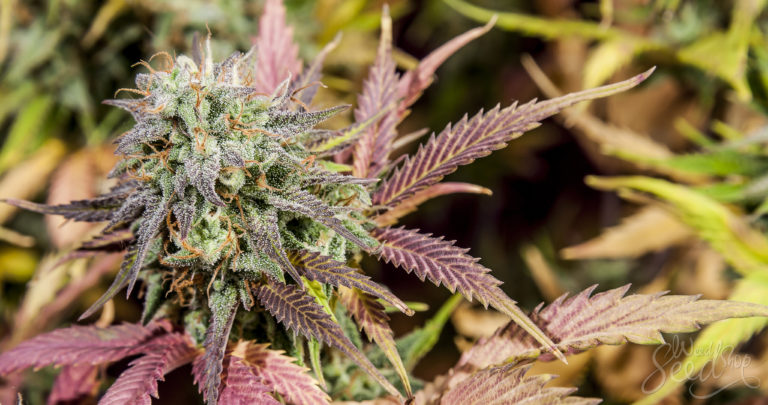 How to Make Your Own Feminized Cannabis Seeds