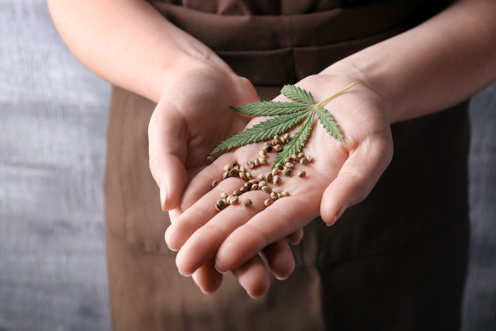 How to Make Feminized Cannabis Seeds - WeedSeedShop