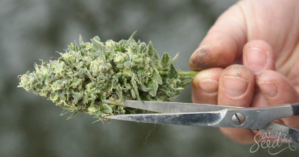 Learn How To Trim Weed And Improve Your Buds' Potency And Quality In A Snip  - Herbies