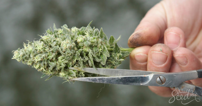 How To Properly Trim Your Weed