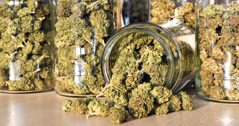 A Guide To Storing Weed And Keeping It Fresh