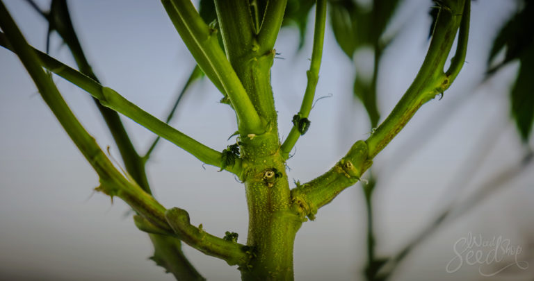 Hoe Ent Je Je Wietplant?