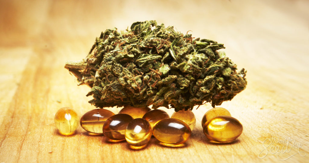 Comment faire tes capsules de cannabis– WeedSeedShop Comment faire tes capsules de cannabis– WeedSeedShop