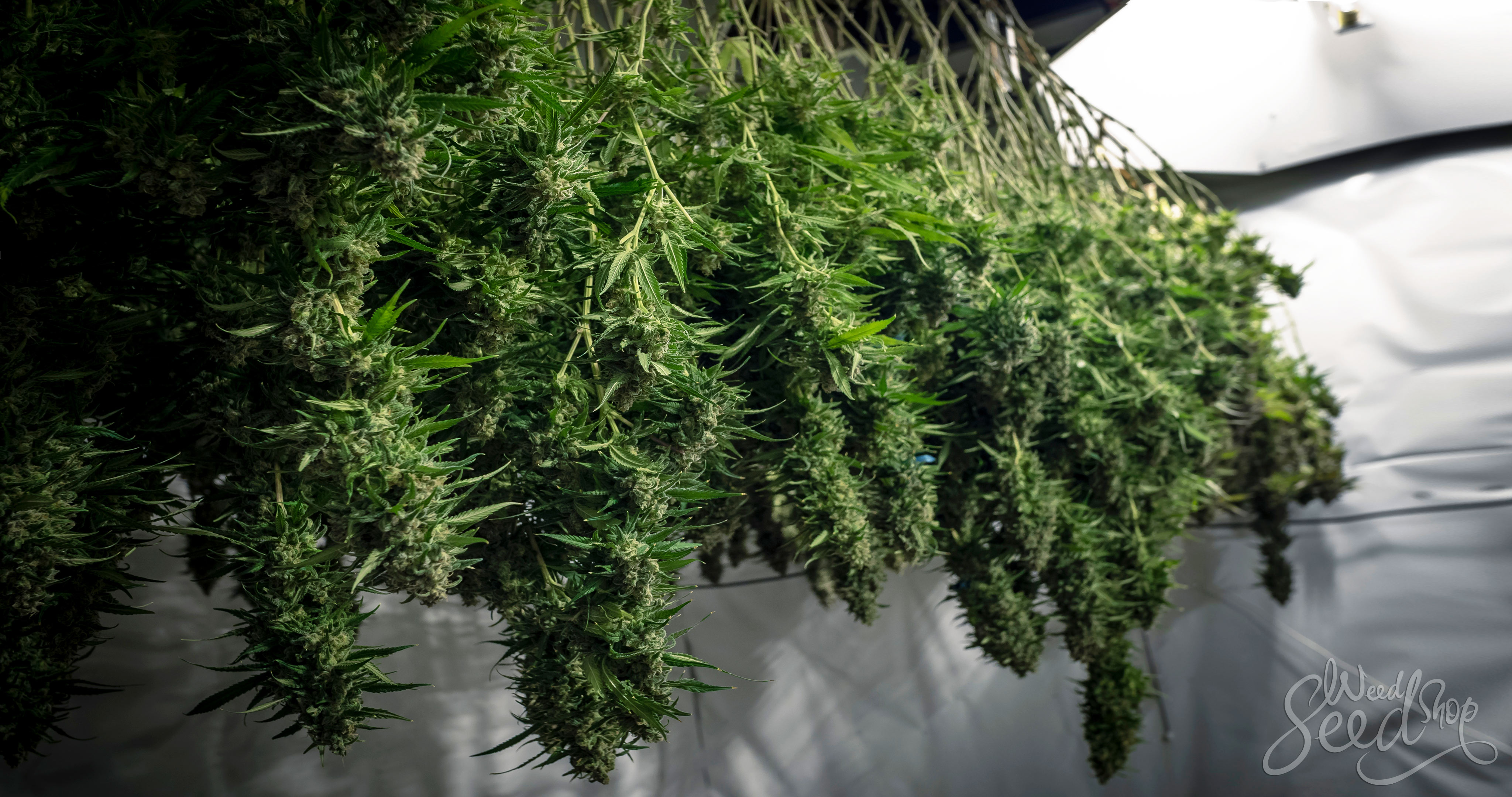 Weedcycle: How to Use Your Entire Cannabis Plant - WeedSeedShop