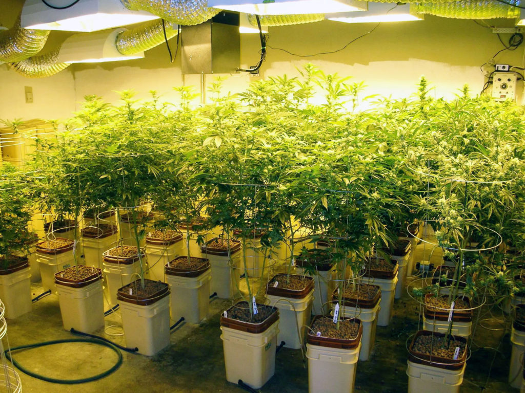 Growing Marijuana Hydroponically Indoors Using Water