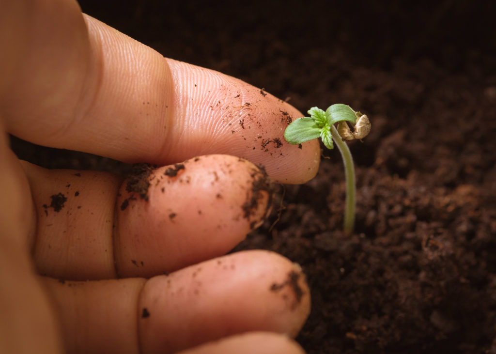 Sistema hidropónico vs cultivo en tierra