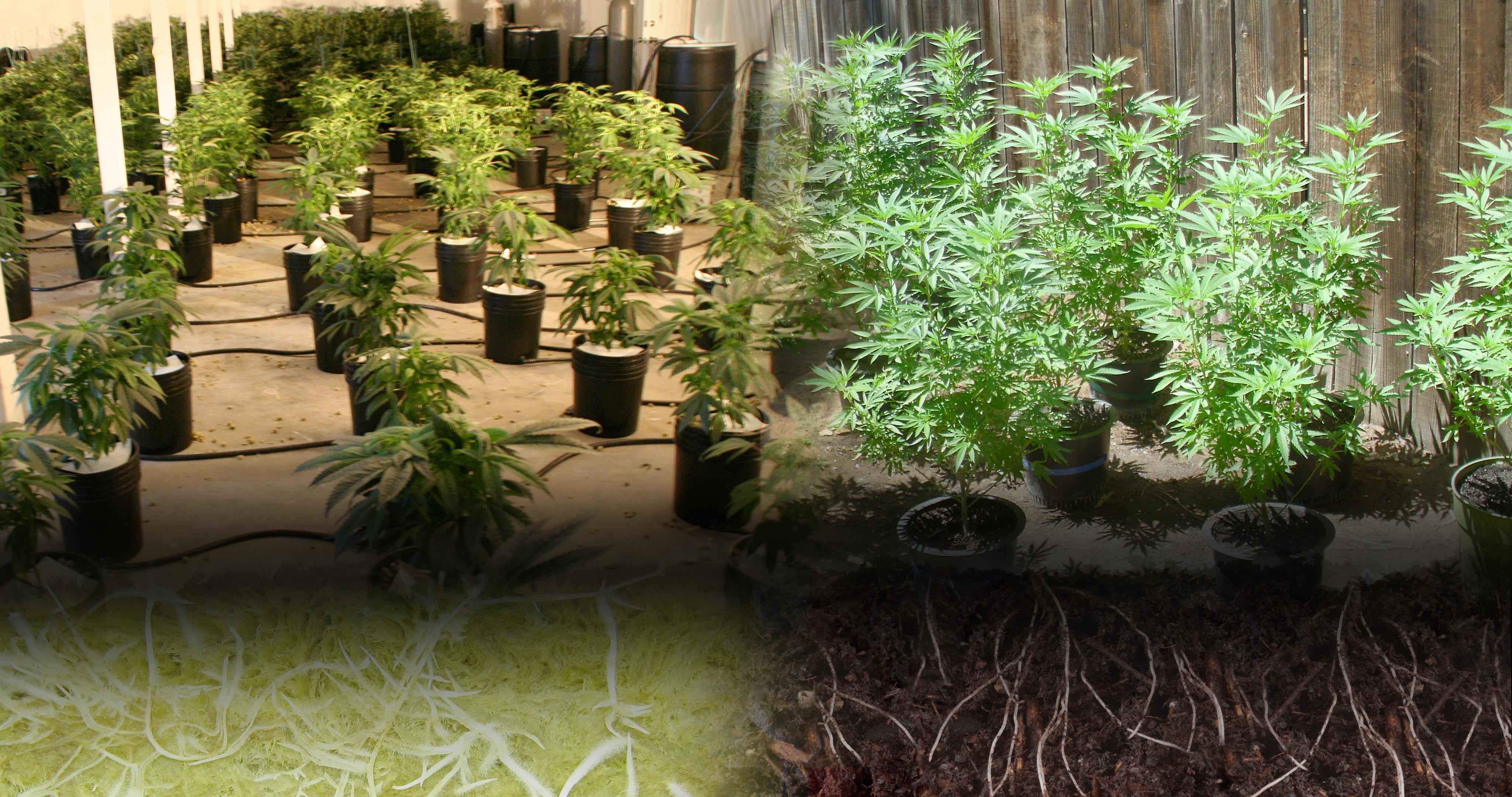 Hydroponic vs Soil Cannabis Cultivation - RQS Blog