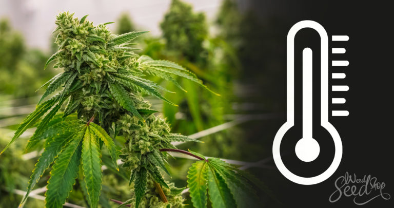 What is the ideal temperature for cannabis plants?