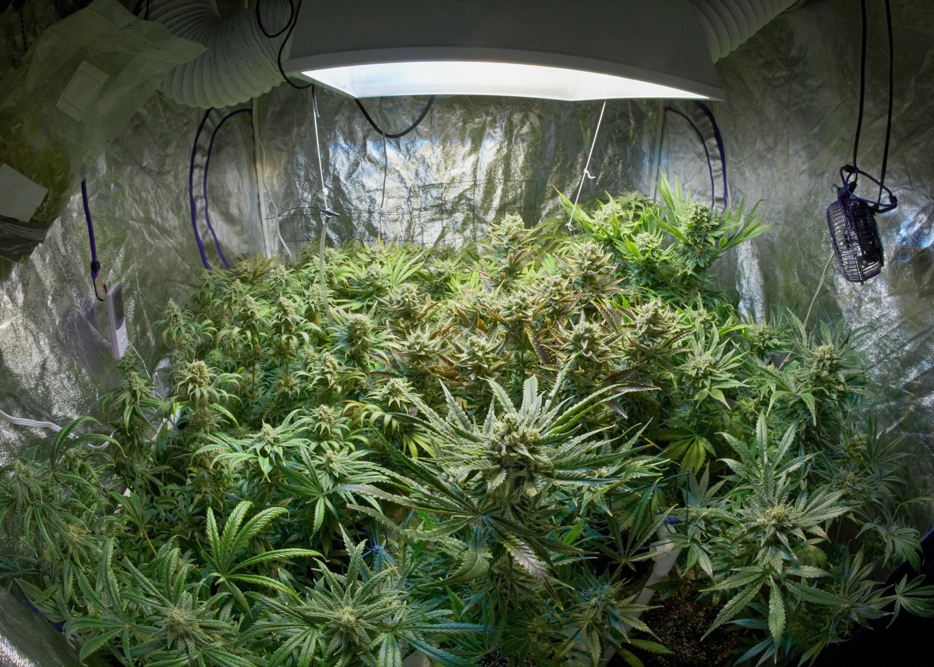 Best Temperature for Cannabis Plants