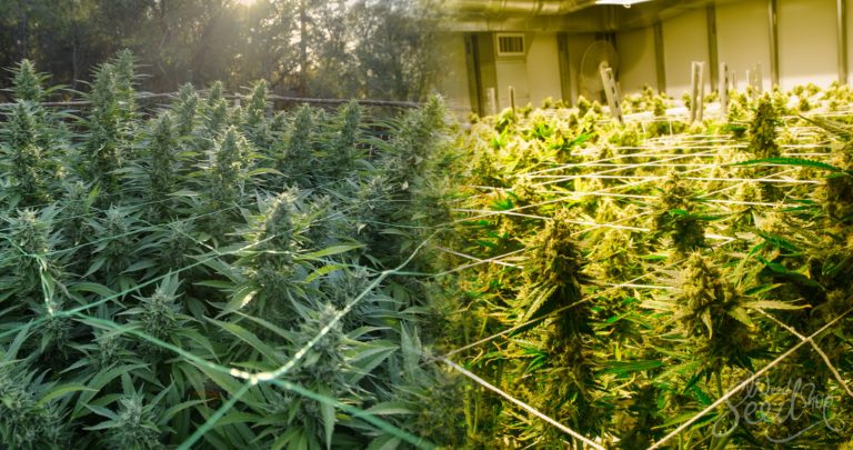 Le Cannabis en Intérieur ou Extérieur : que choisir ?