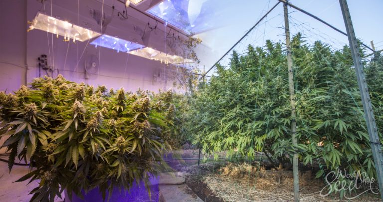 Outdoor vs. indoor growing equipment: Do you need different tools?