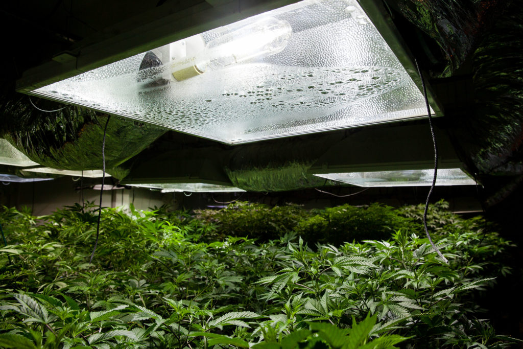 Outdoor vs. Indoor Growing Equipment - WeedSeedShop