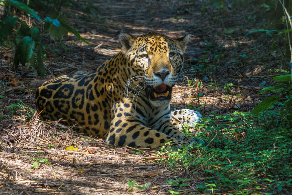 Les animaux aiment planer eux aussi