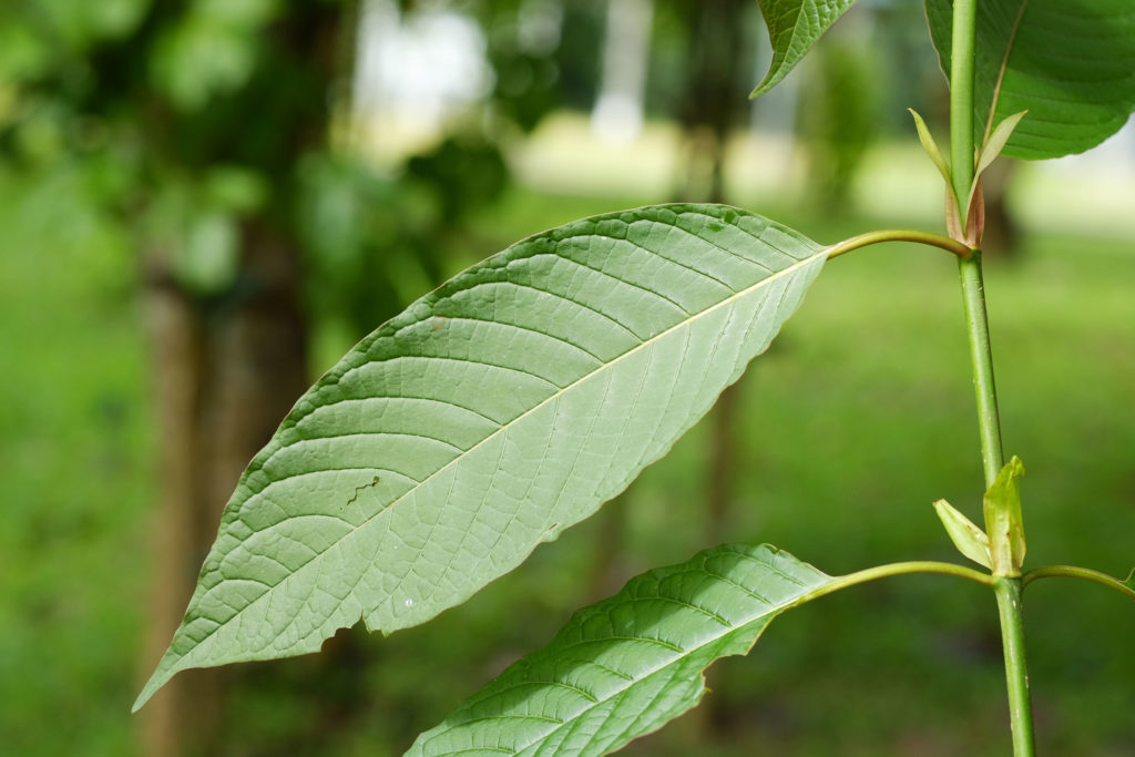 Die Kratom-Bibel: Alle Fragen beantwortet - WeedSeedShop