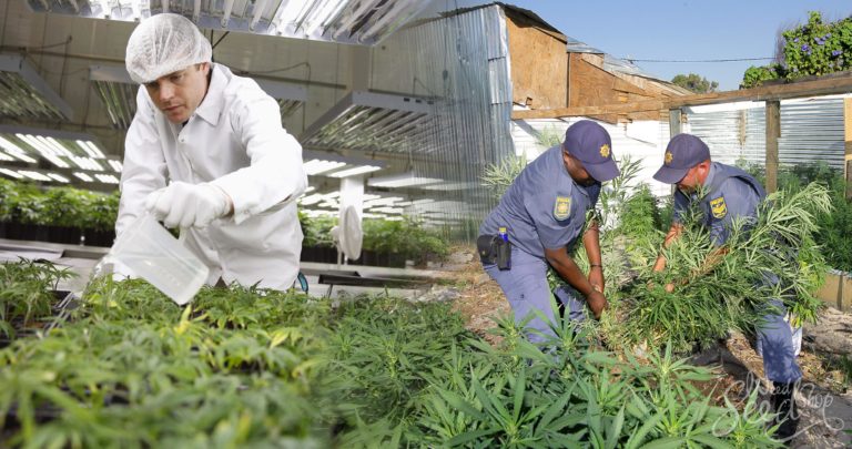 Exploring the Relationship Between Black Market & Legal: Why do people still grow illegally?