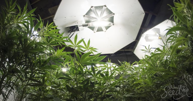 The Lighting Lowdown: The Different Types of Lighting and How They Affect Your Yield