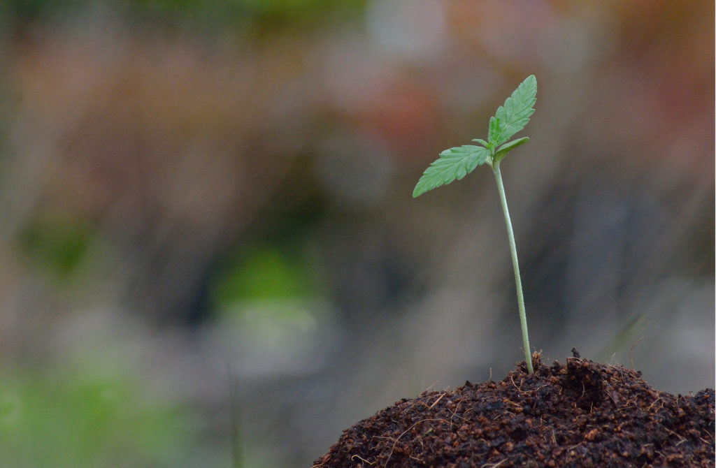 Wie man großartiges Cannabis mit recyceltem, organischem, lebendigem Boden anbaut - WeedSeedShop Blog 