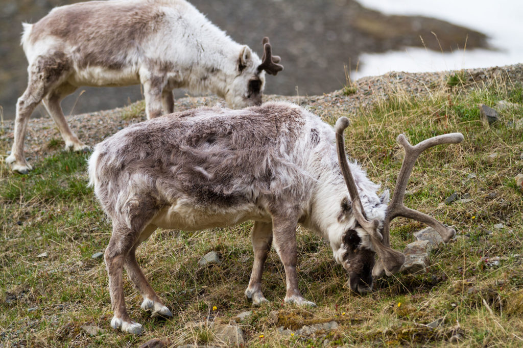 Les animaux aiment planer eux aussi