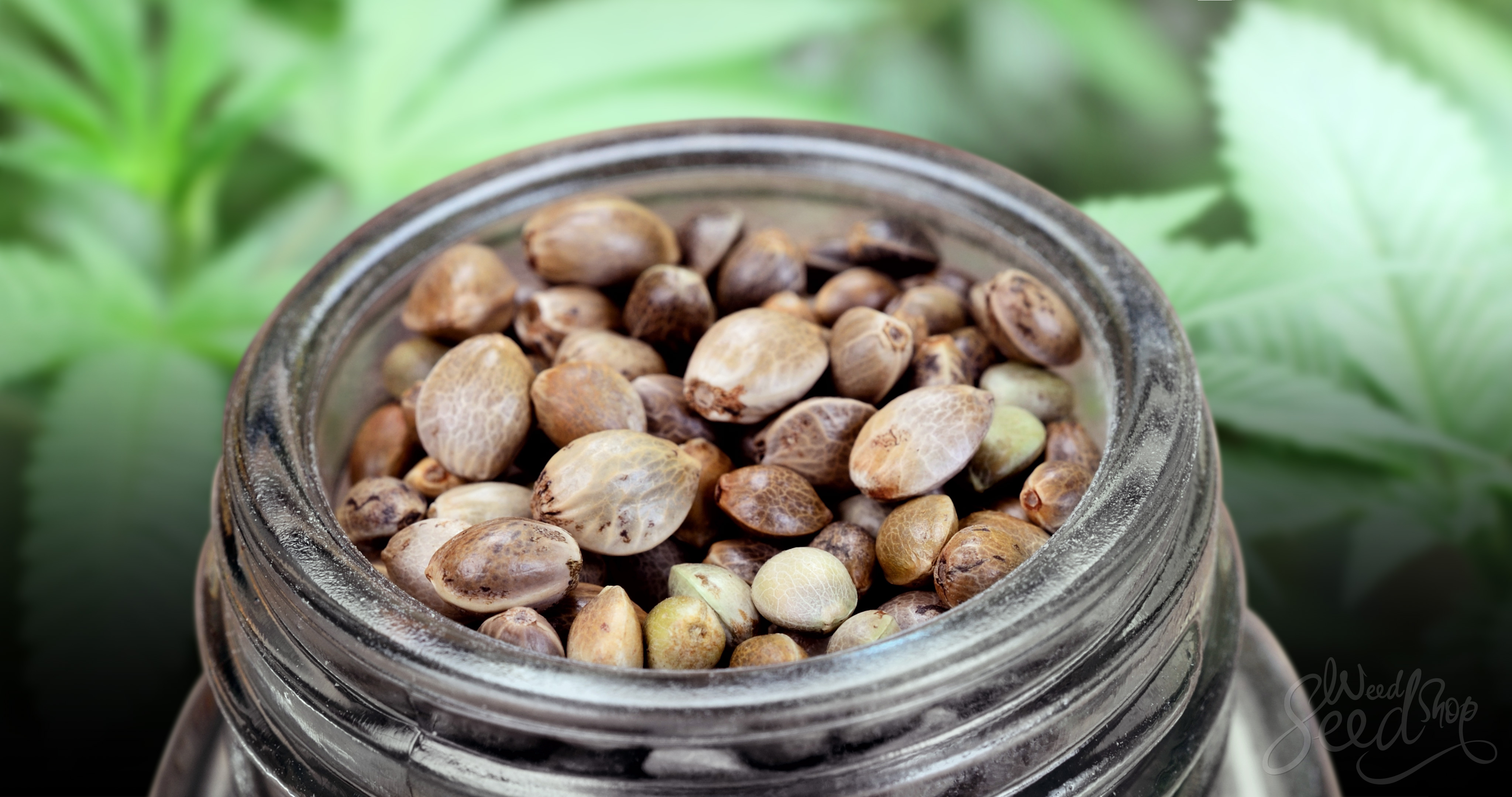C mo Conservar Las Semillas De Marihuana WeedSeedShop