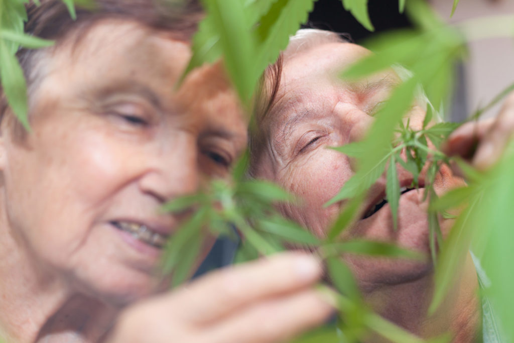 Ancianos usando cannabis: Diez buenas razones para explorar esta tendencia en crecimiento - Weed Seed Shop Blog