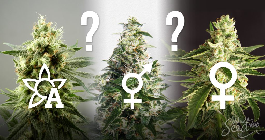 Regulares, feminizadas o de Autofloración? - WeedSeedShop