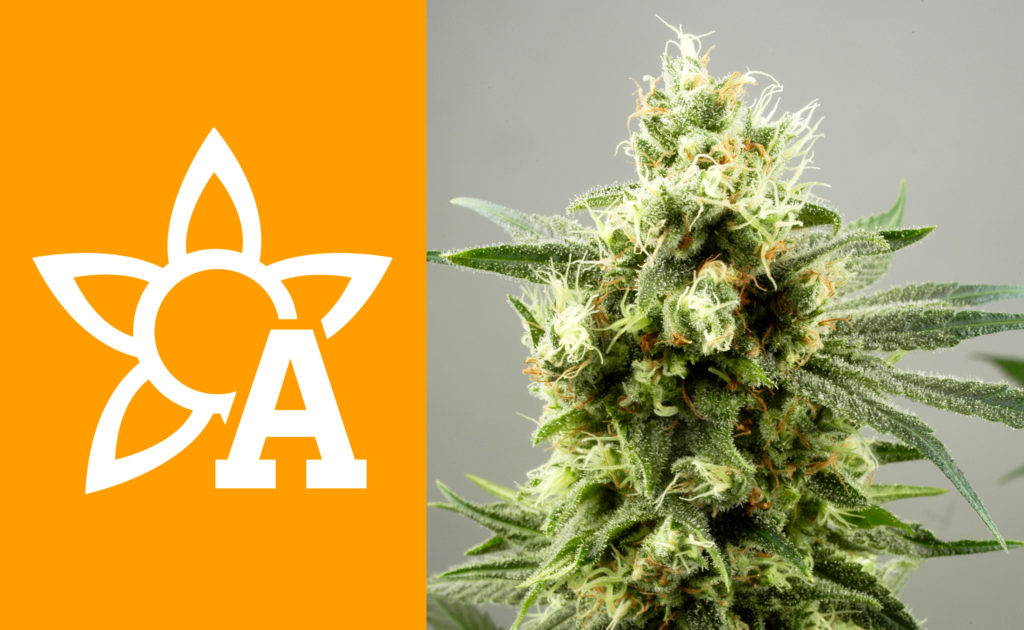 Autoflower, gefeminiseerde of reguliere wietzaadjes? - WeedSeedShop