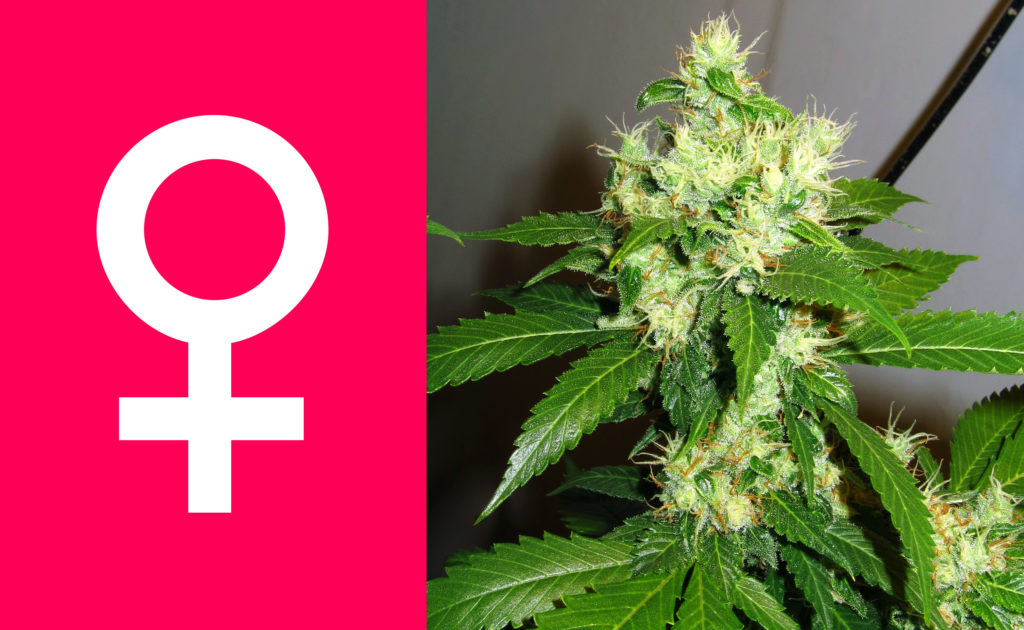 Autoflower, gefeminiseerde of reguliere wietzaadjes? - WeedSeedShop